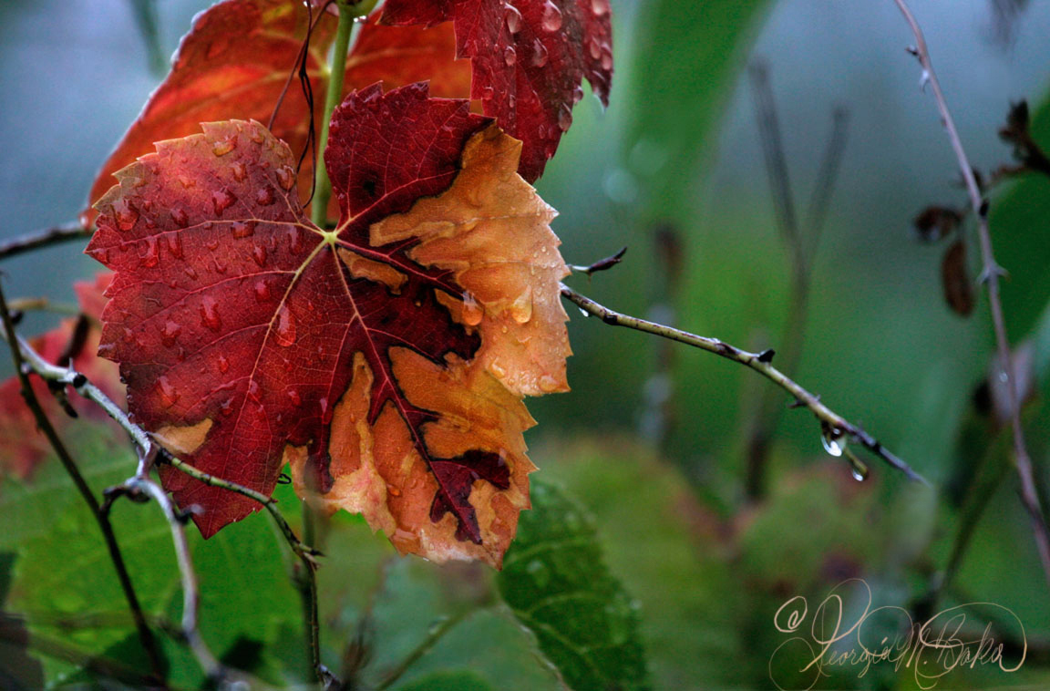 Fall leaf in the rain