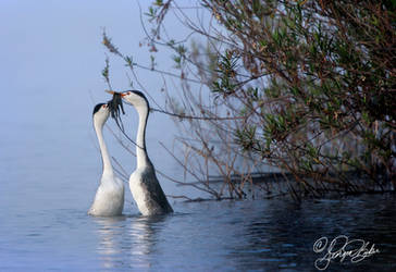 Clarks Grebe 2