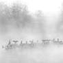 Balboa Lake Morning Mist