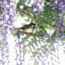 Sparrow in Wisteria