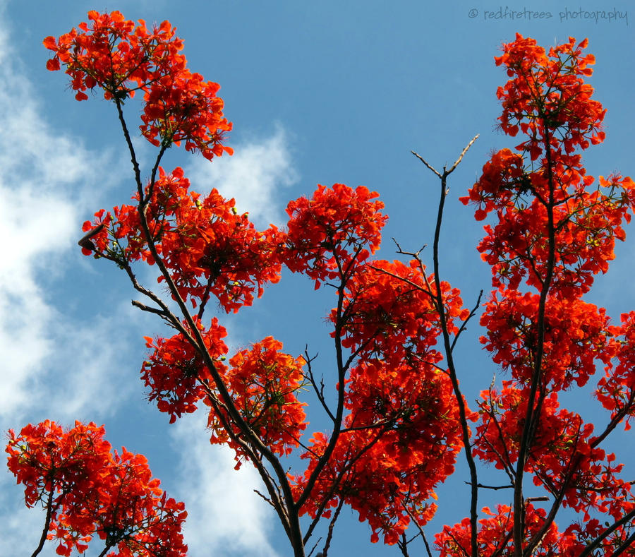 Fire Tree Attributes Vivid Fire Trees by redfiretrees on DeviantArt