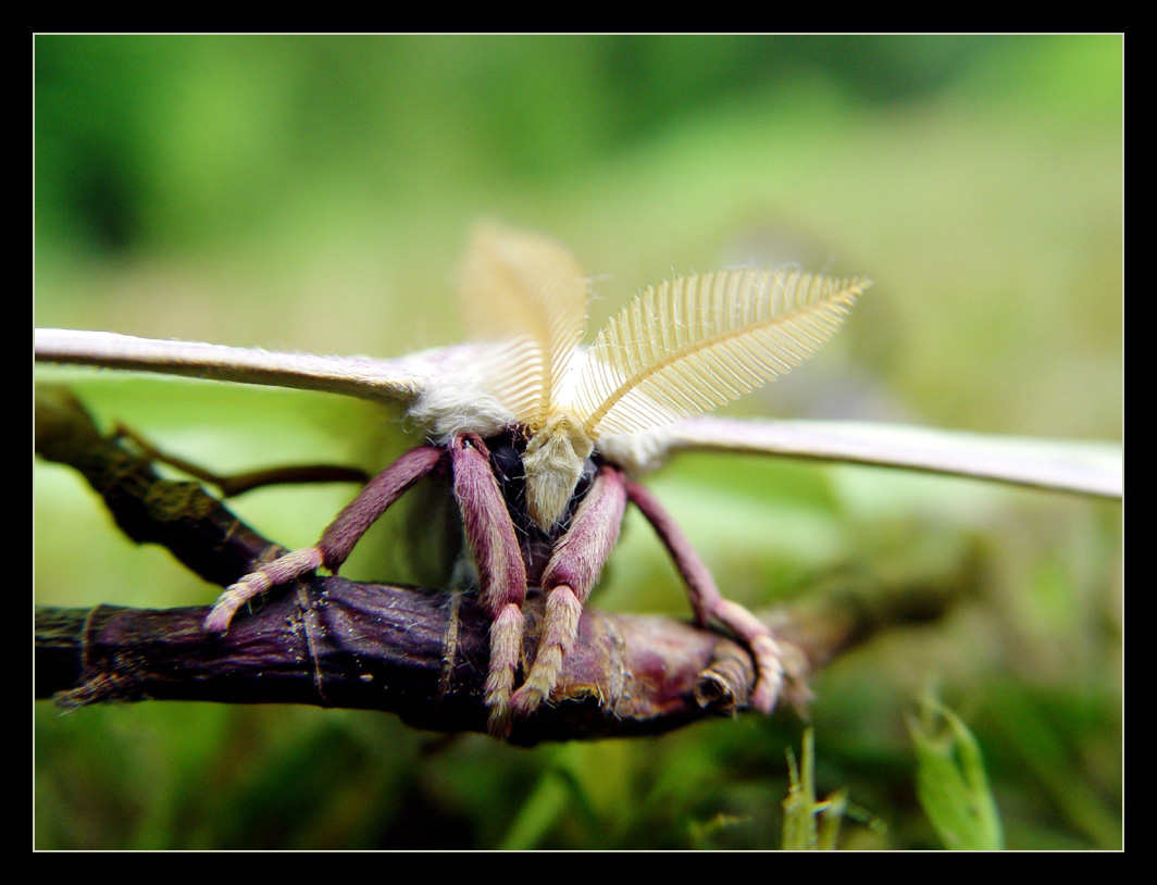 Luna Moth Face By Littleredelf On Deviantart Luna Moth Face By Littleredelf On Deviantart