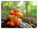 9 orange mushrooms by littleredelf