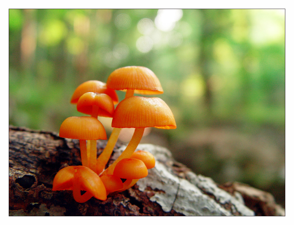 9 orange mushrooms