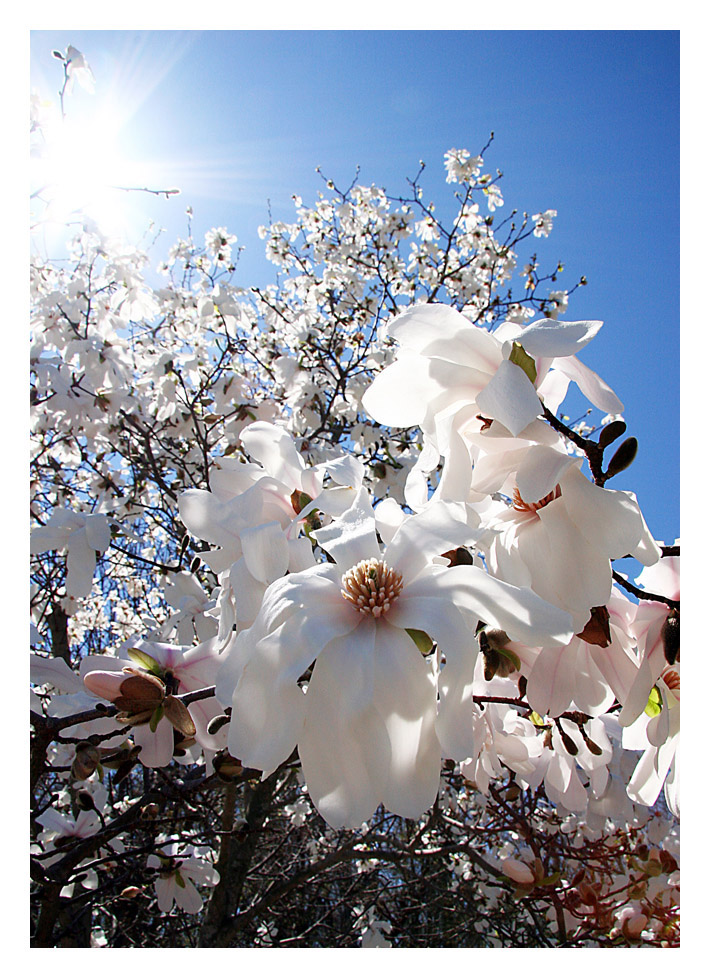 Spring Blossoms