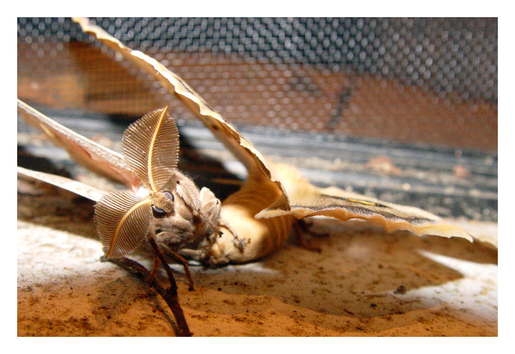 Mating Polyphemus 1