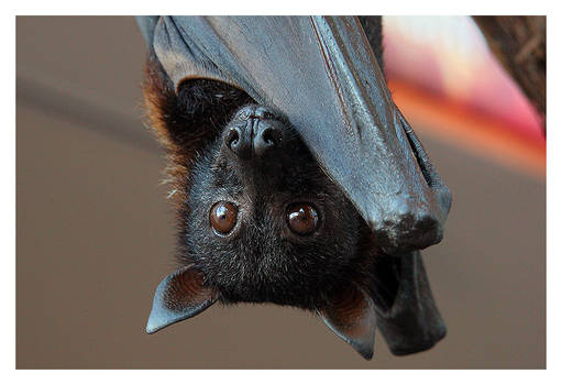 Malayan Flying Fox 2 - closeup