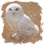 Hedwig