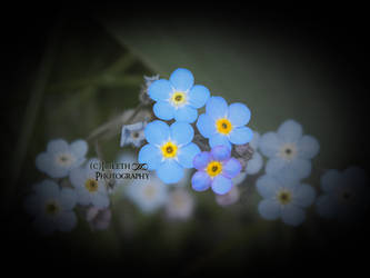 I Love Thee, Forget Me Not