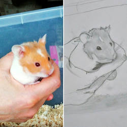 Dale (Hamster)