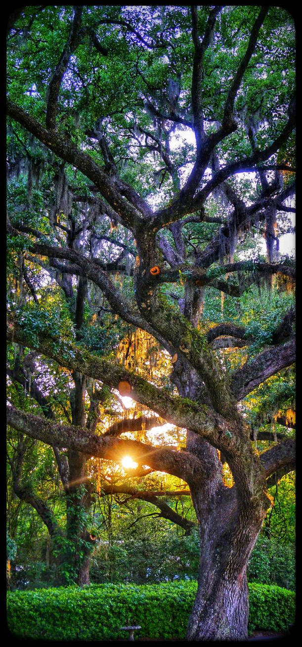 Grandaddy Oak Tree by IllusionKiller on DeviantArt