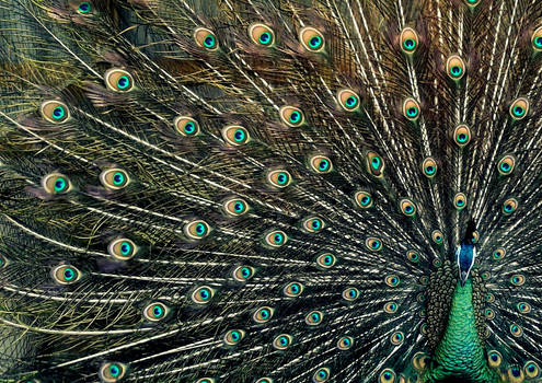 Peacock