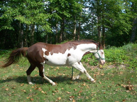 April 2016: liver chestnut splash overo canter