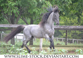 Jan 2016: Blue Roan TWH stallion gait at camera