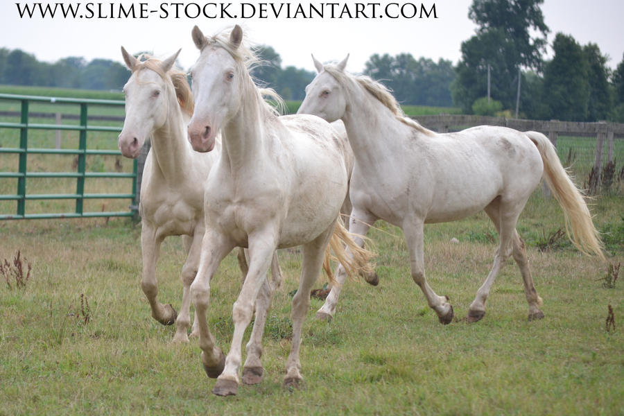 Dec 2015: TWH double dilute mares various gaits by slime-stock