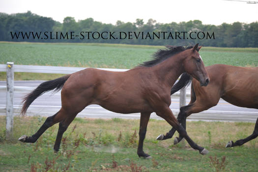 Dec 2015: bay JC TB gelding gallop extended