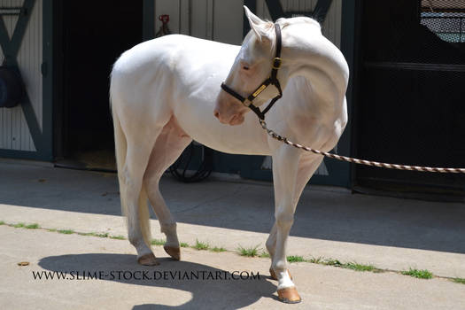 Oct 2015: DOM white thoroughbred gelding