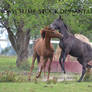 Sept 2015: thoroughbred yearlings rearing playing