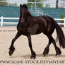 friesian trot