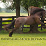 smokey black irish cob rear + buck