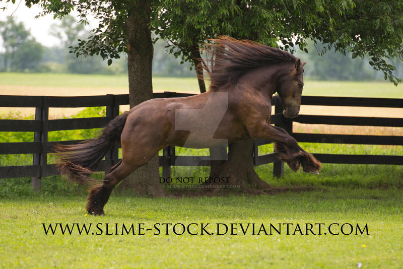 smokey black irish cob rear + buck by slime-stock