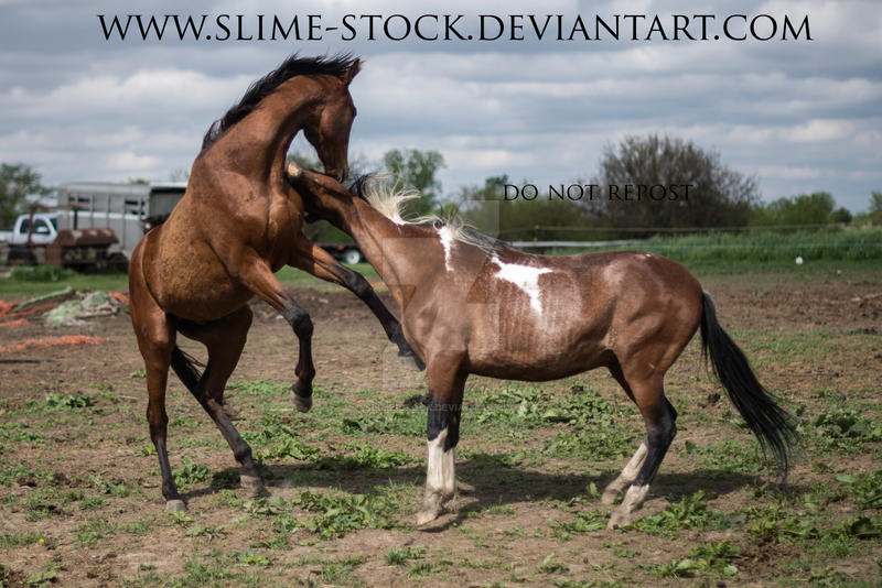 bay rearing + bay rabicano tobiano biting by slime-stock