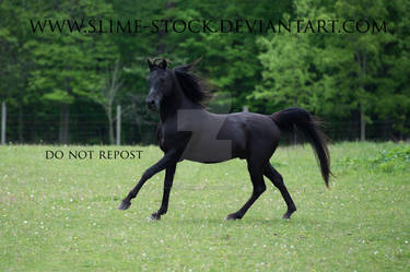 solid black arabian stallion cantering