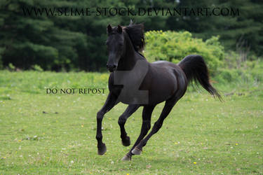 solid  black arabian stallion galloping by slime-stock