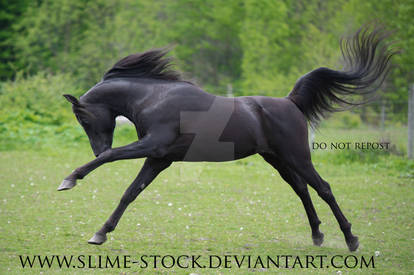 black arabin stallion kicking out buck