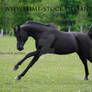 solid black arabian stallion begin buck