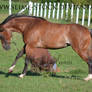 June 2015: bay rabicano apha mare buck