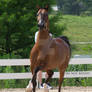 bay half arabian halter trot at camera