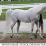 gray arabian halter walk