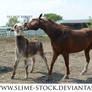 overo donkey + chestnut gaited quarter horse playi