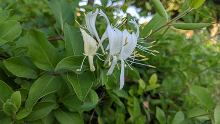 A soft white among green in my garden