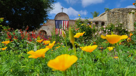 California Poppy's in front of the American Flag