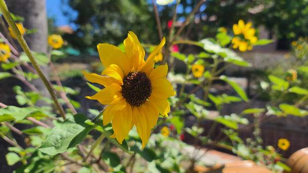 A sunflower impersonator!