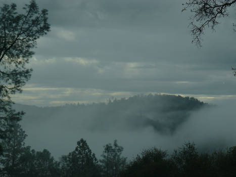 The Hills and the Forest