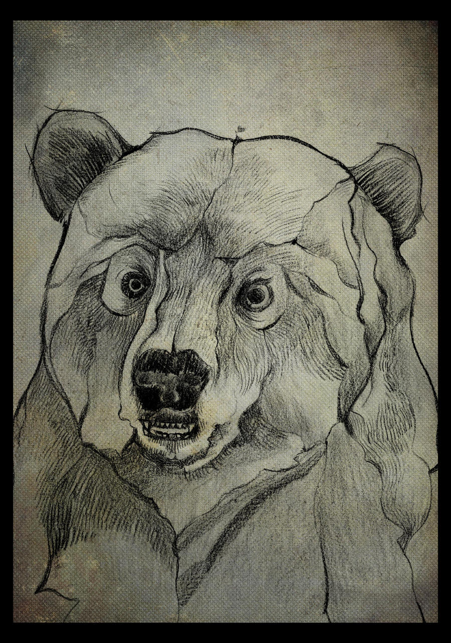 Bear portrait