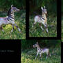 Fantasy Foal ~SOLD~