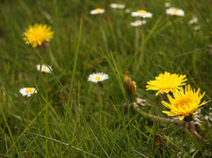 Dandelions