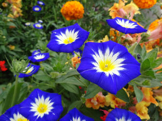 Blue White Flowers