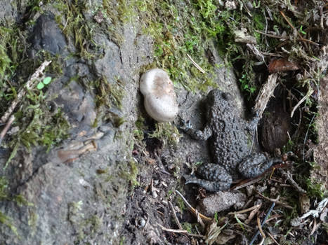 Toad in the woods