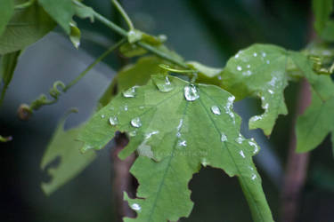 A Dew Touched Leaf
