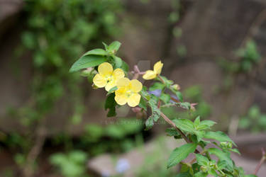 A Yellow Flower Couple