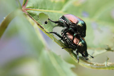 Mating