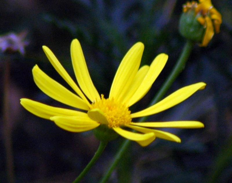 Yellow flower