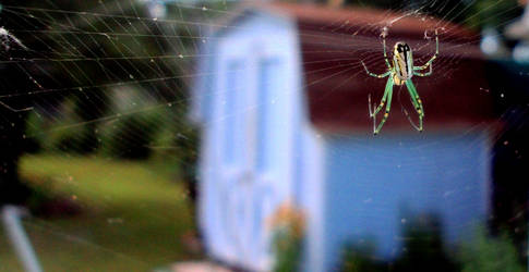 little green spider