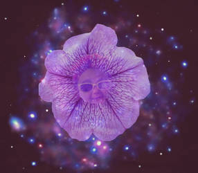 Small Petunia Of The Galaxy