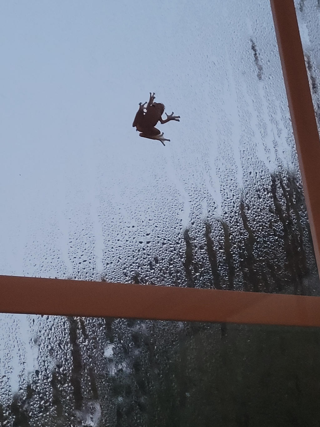 Frog Flying Off Window Frog on the window by ItsRoshytime on DeviantArt
